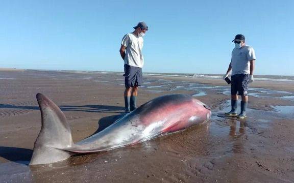 ¡Sorpresa! Hallan un zifio en La Costa, uno de los cetáceos menos conocidos del mundo: lo estudian en la UNLP