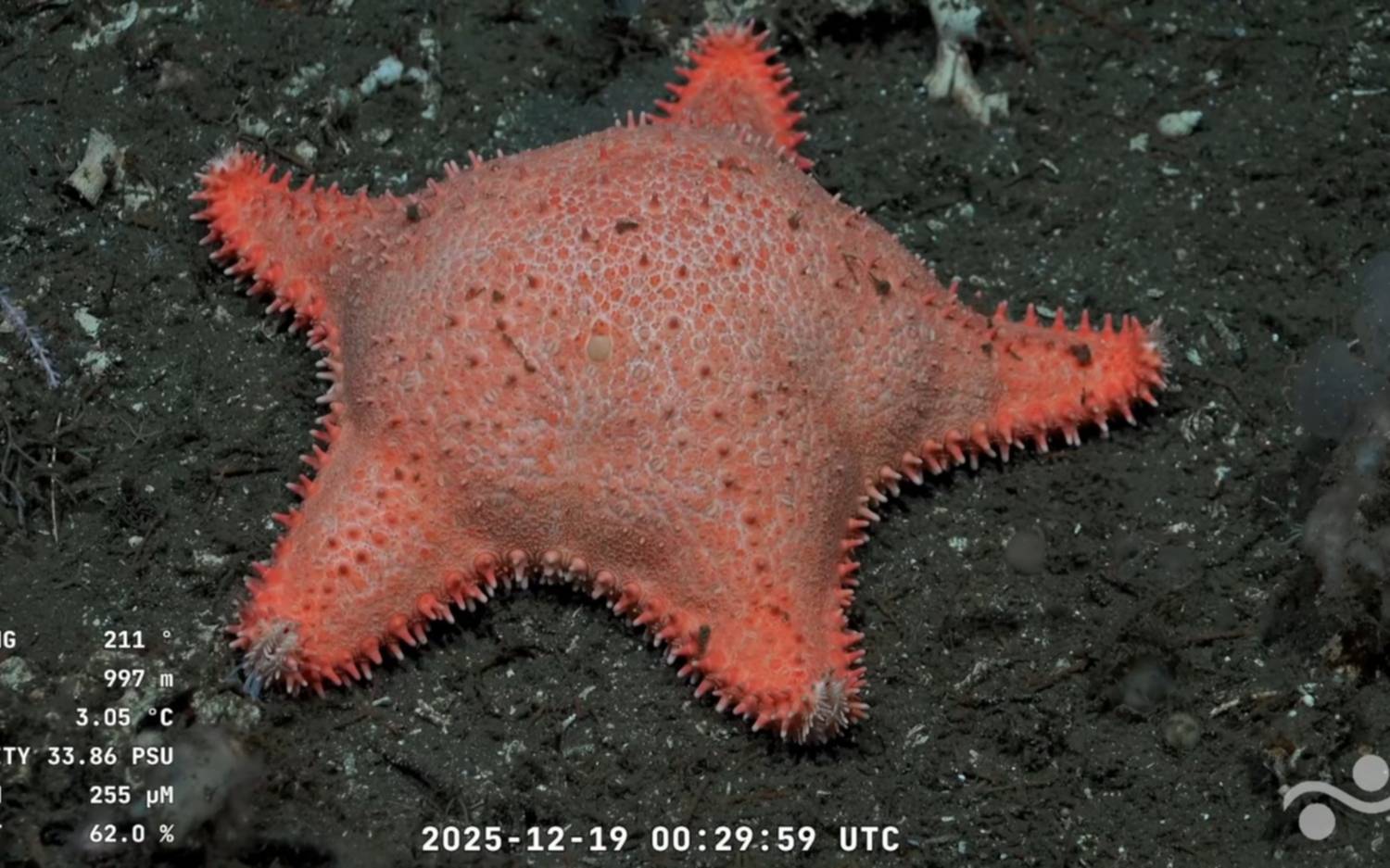 VIDEO.- Reapareció la "Estrella Culona" en nueva expedición submarina del Conicet: "No hizo muchas sentadillas"