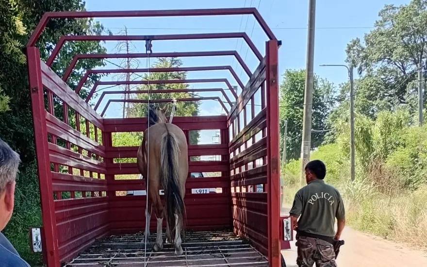 Junín: operativo cerrojo permitió retirar un caballo suelto de la vía pública