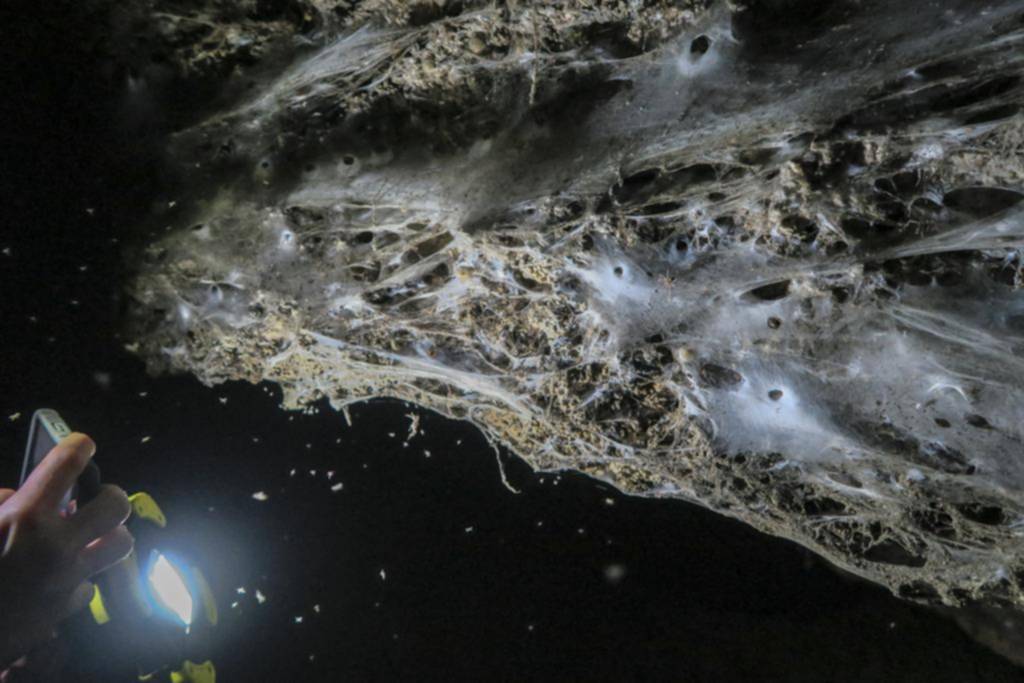 Telaraña gigante con 111 mil arácnidos