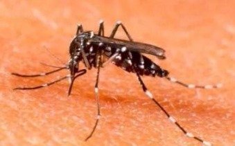 Por el clima cálido y húmedo, este verano se esperan más mosquitos y ya les dan batalla