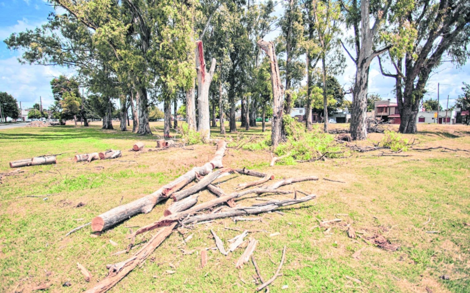 Drástica tala en la rambla de 72 y 28 renueva la preocupación por el patrimonio forestal