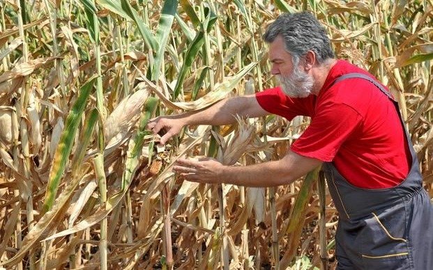 Estiman un aumento del área sembrada de trigo y maíz entre 2018 y 2019