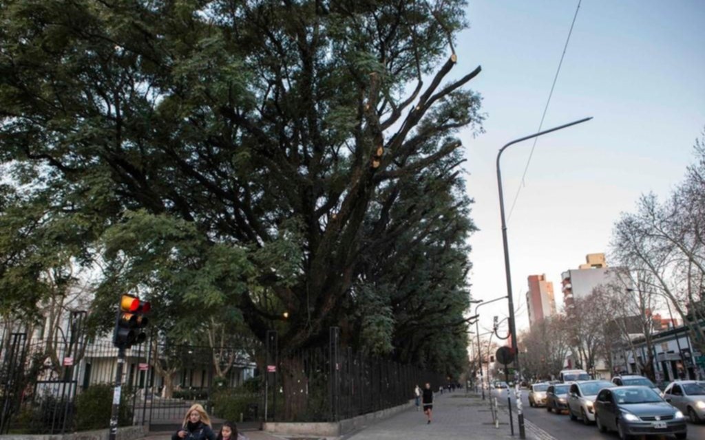 La UNLP justificó las polémicas podas de tipas sobre avenida 1
