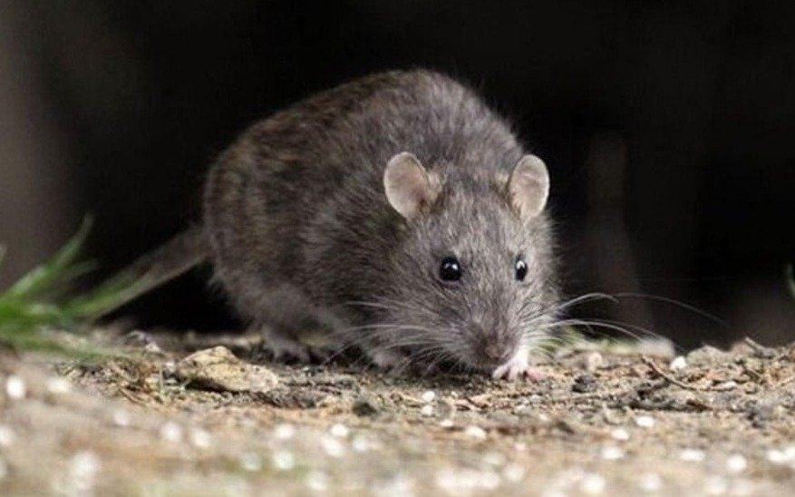 Hantavirus: se confirman dos nuevos casos y ya son dieciséis