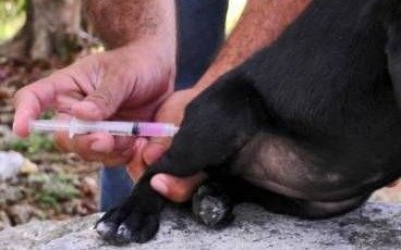 Un consultorio móvil recorre los barrios para vacunar mascotas