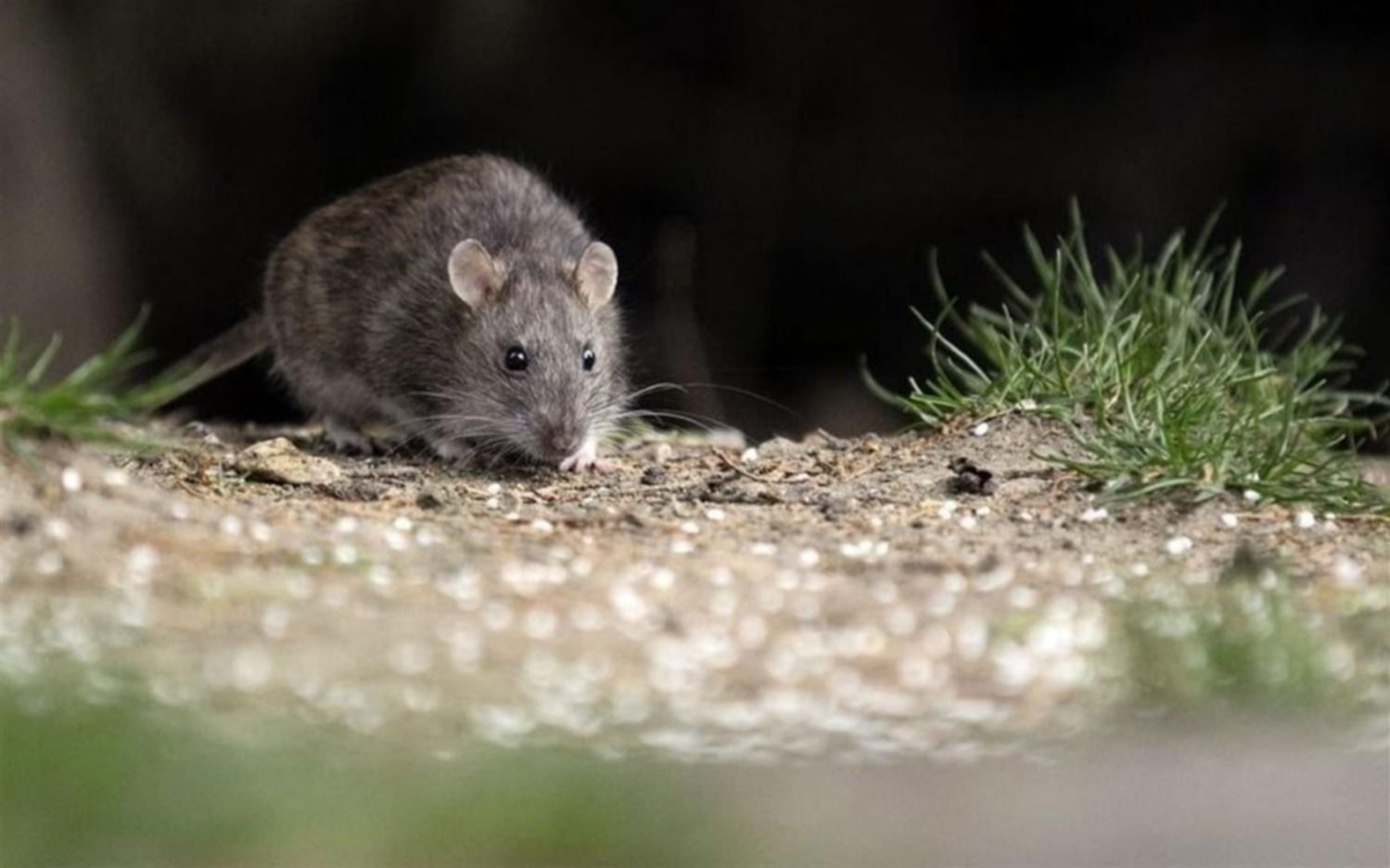 Ya suman nueve las víctimas del hantavirus en Chubut