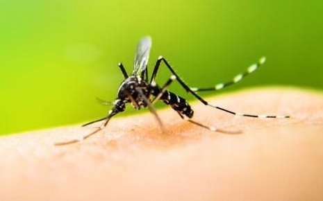 Confirman cuatro casos de dengue importados