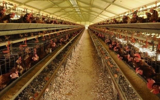 Intensifican los controles en las granjas avícolas