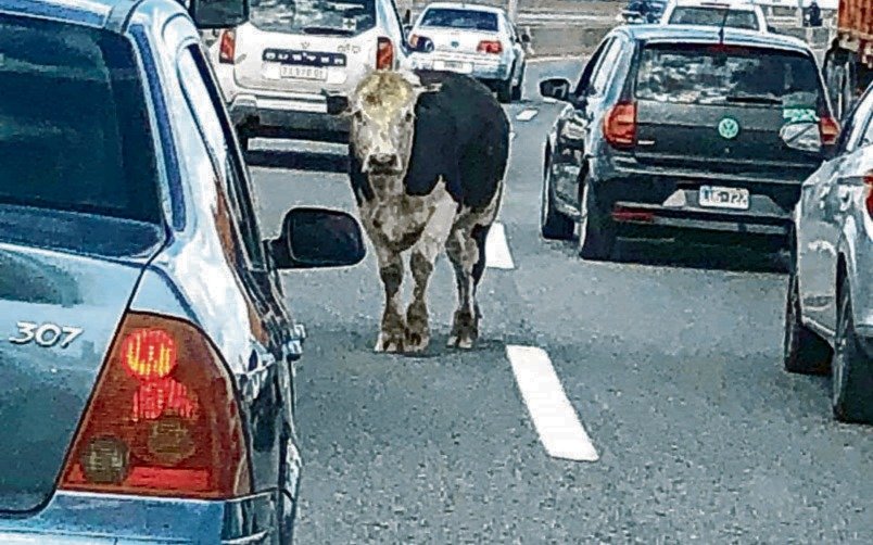 Una vaca suelta en la Autopista y dos fallecidos en la Panamericana