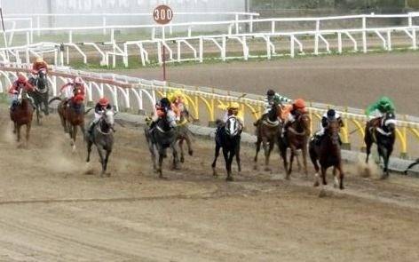 Turf - Programas y Resultados