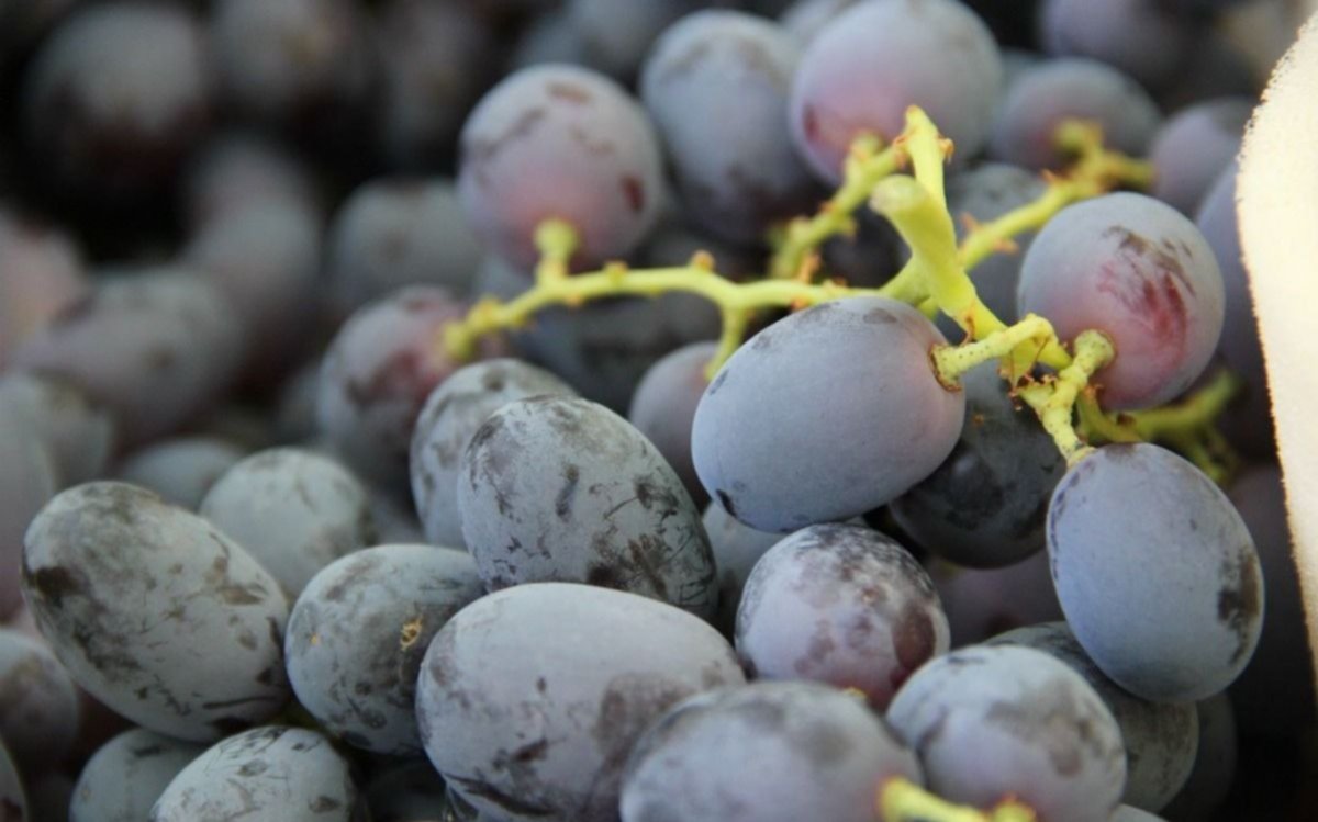 Investigadores locales patentan un jarabe derivado de la uva para la industria de alimentos