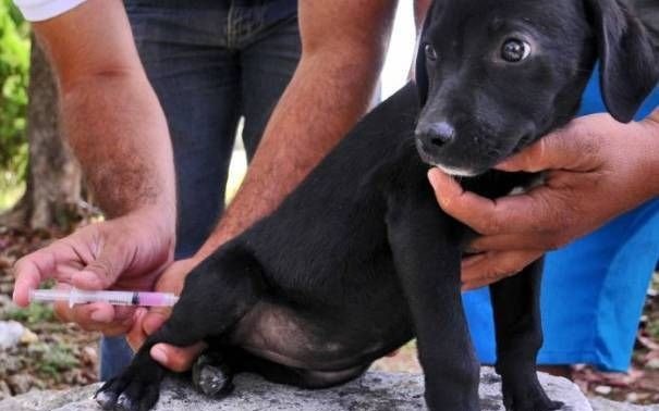 Jornadas de vacunación gratuita de perros y gatos