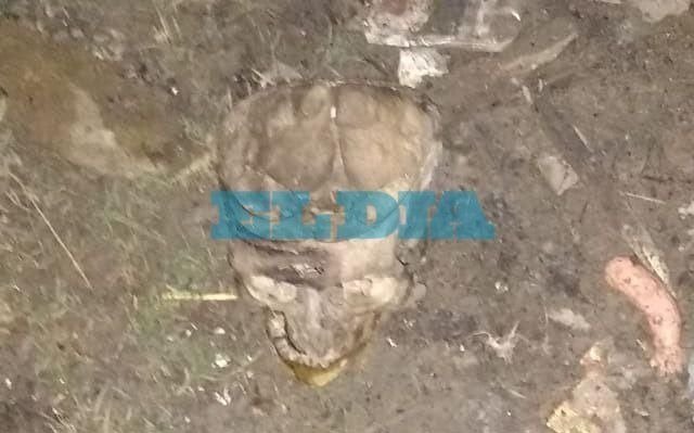 Investigan el hallazgo de un cráneo en Punta Lara