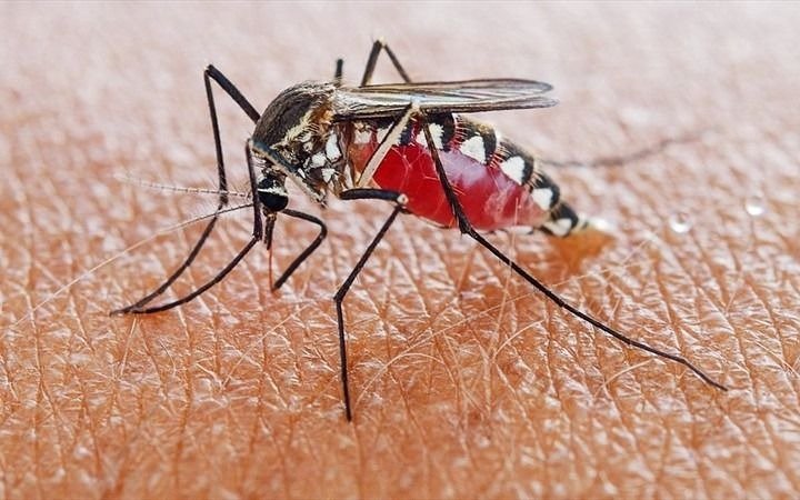 Declaran a nuestro país libre de malaria
