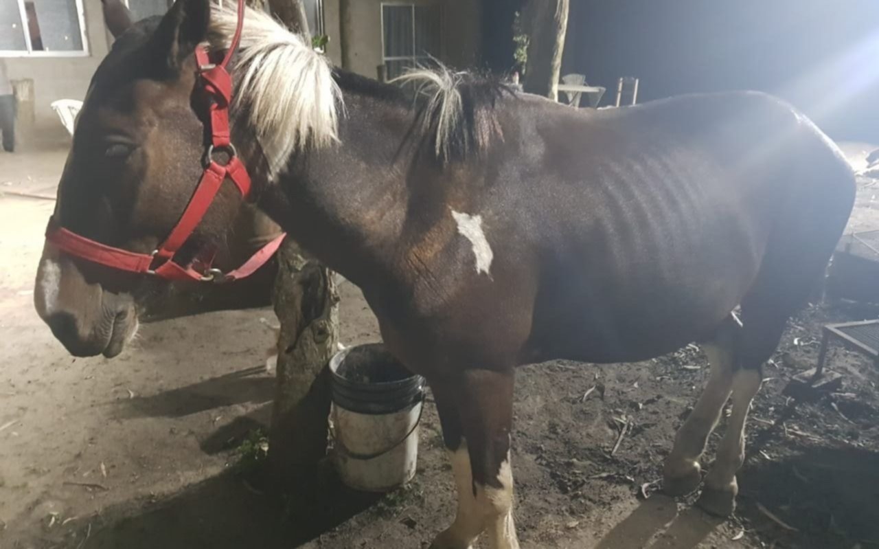 Ya rescataron 150 caballos del maltrato animal