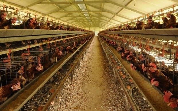 La producción avícola y el temor por los riesgos sanitarios