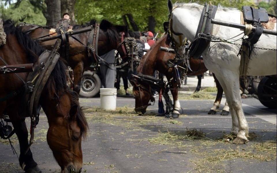 Debe intensificarse el plan de erradicación de la tracción a sangre