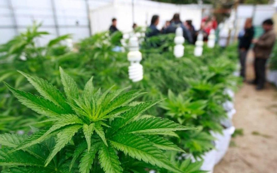 La Justicia ordenó al Estado suministrar cannabis medicinal a una nena platense