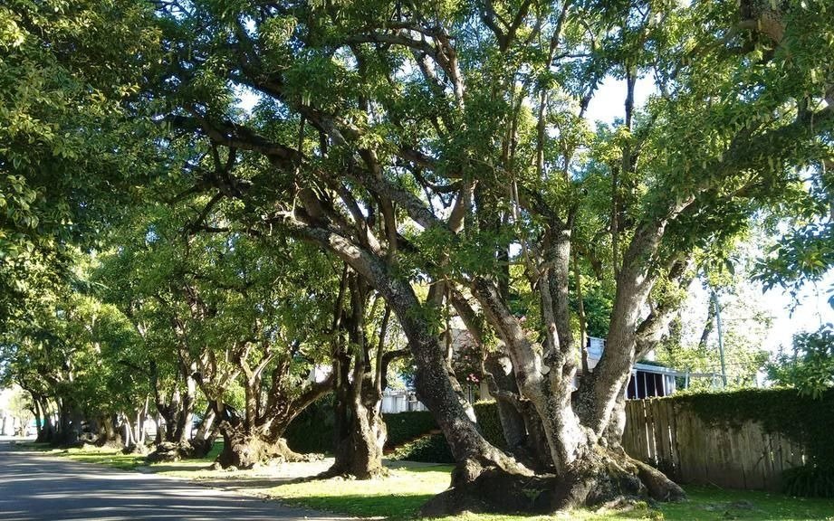 Impulsan proyecto de energía renovable con el uso de la “acacia negra”