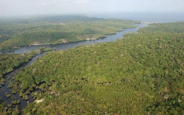 Identifican 36 nuevas especies de flora y fauna en el Amazonas