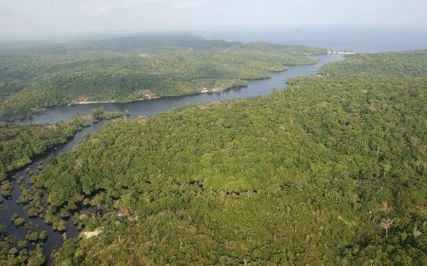 Identifican 36 nuevas especies de flora y fauna en el Amazonas