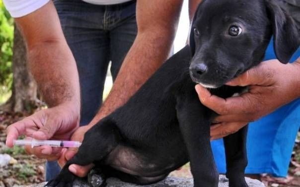 Más de 30.000 mascotas atendidas en lo que va del año