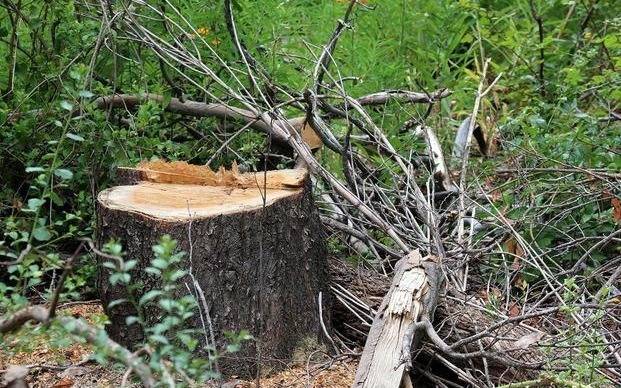 La forestación y la protección de bosques y montes