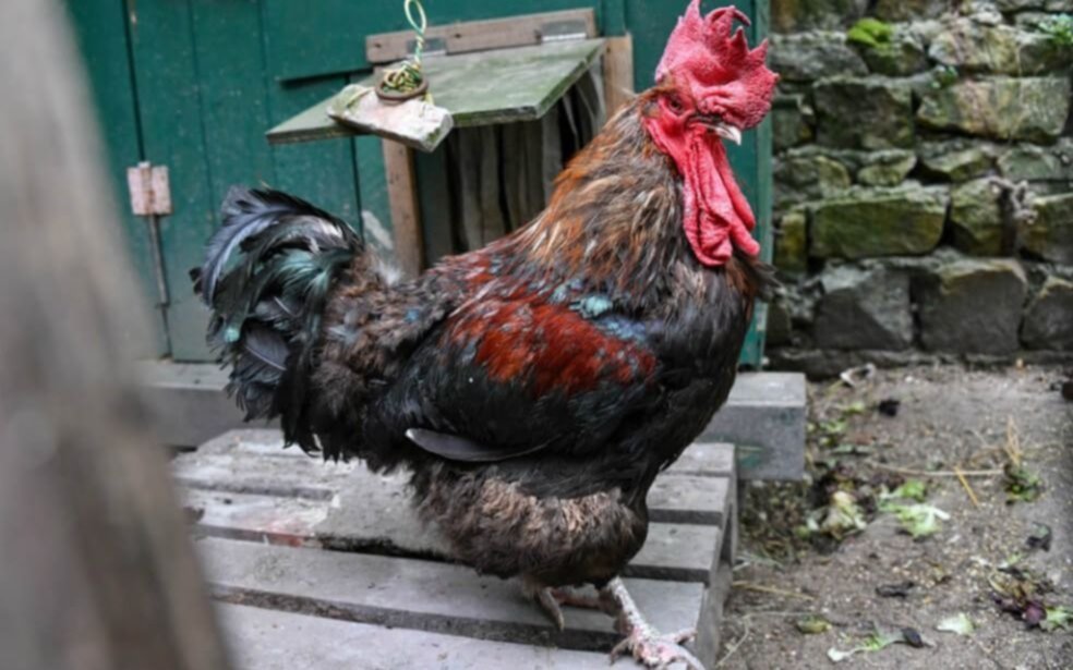 ¡Quiquiriquí!, el gallo Maurice podrá seguir cantando