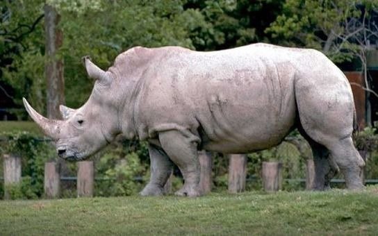 Crean dos embriones para salvar de la extinción al rinoceronte blanco del Norte