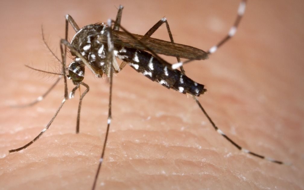 Alertan por una mayor presencia del mosquito del dengue