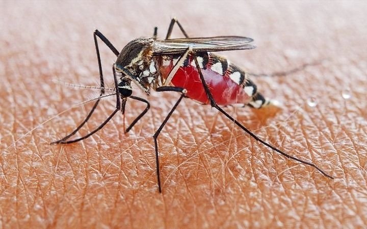 El dengue, con su máximo histórico en América Latina