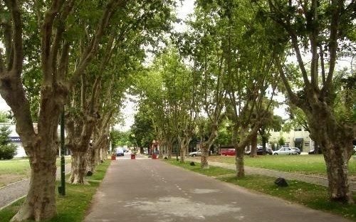 Preparan distintas actividades en defensa del arbolado local