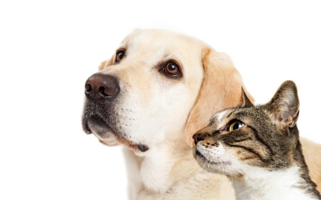 Campaña de una Ong para proteger a los animales