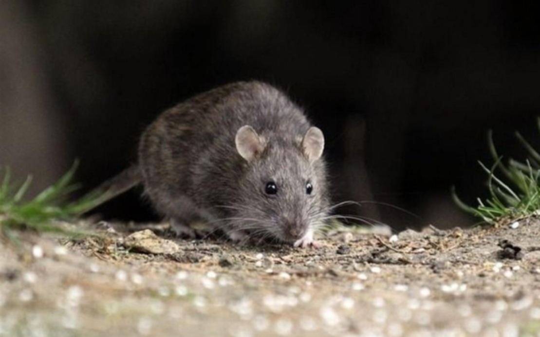 Con el primer caso del verano en la Región, el hantavirus ya dispara el alerta en los barrios