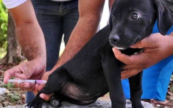 Vacunación de mascotas en plaza España