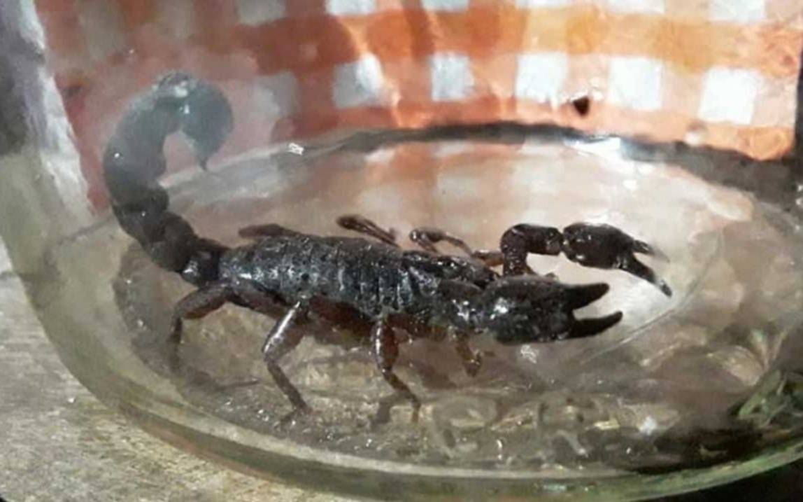 Alerta vecinal por el hallazgo de alacranes en la zona de 25, 84 y 85