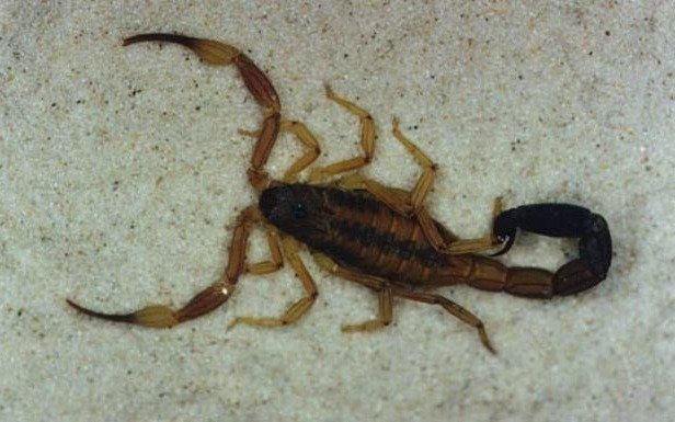 Más vecinos en guardia por la aparición de alacranes en barrios platenses