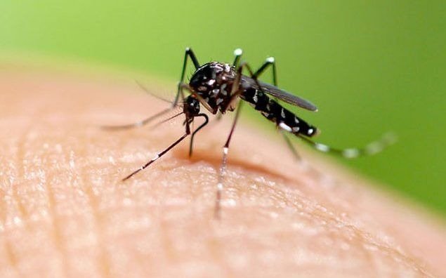 Alerta sanitaria por la aparición en Provincia de casos de dengue