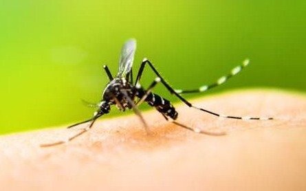 Intensifican acciones ante la aparición de casos autóctonos de dengue