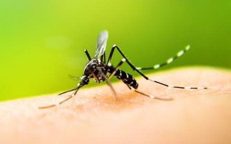 Confirman dos nuevos casos de dengue autóctono en La Plata