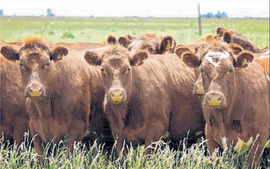 El coronavirus impacta fuerte en la exportación de carnes argentinas