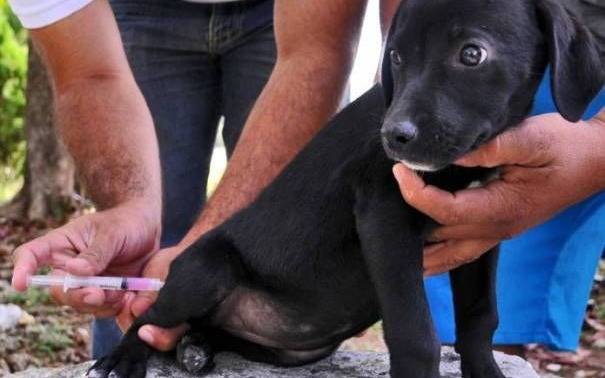 Jornadas de atención veterinaria gratuita