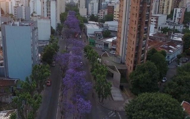 Foro acerca del árbol como elemento indispensable de saneamiento ambiental