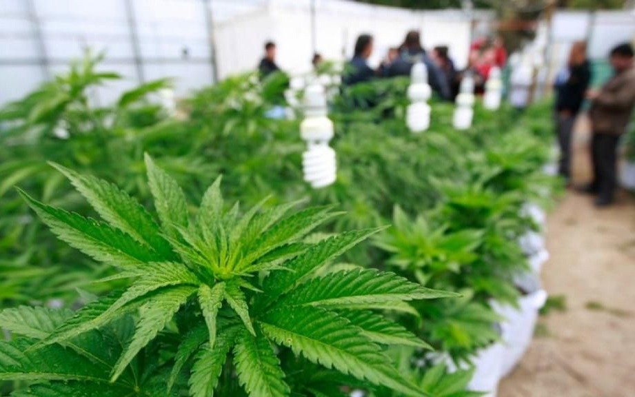 Desesperado pedido a IOMA por cannabis medicinal
