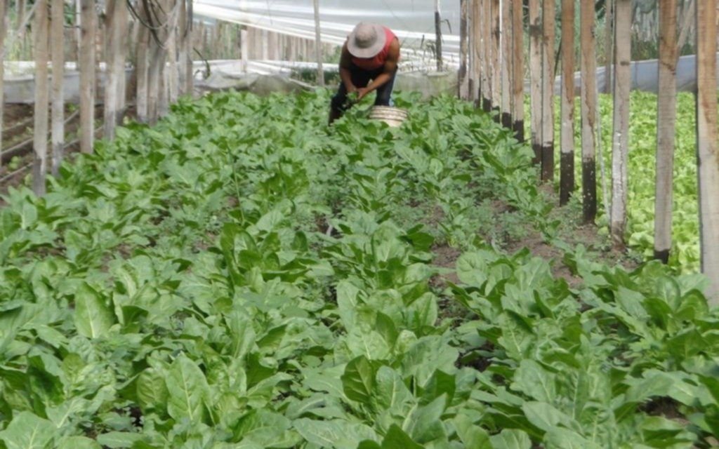 Los mercados frutihortícolas adhirieron al protocolo sanitario