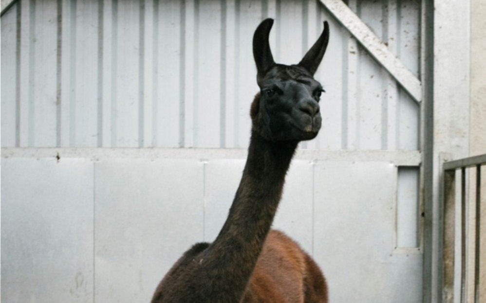Investigan anticuerpos de las llamas para prevenir el coronavirus