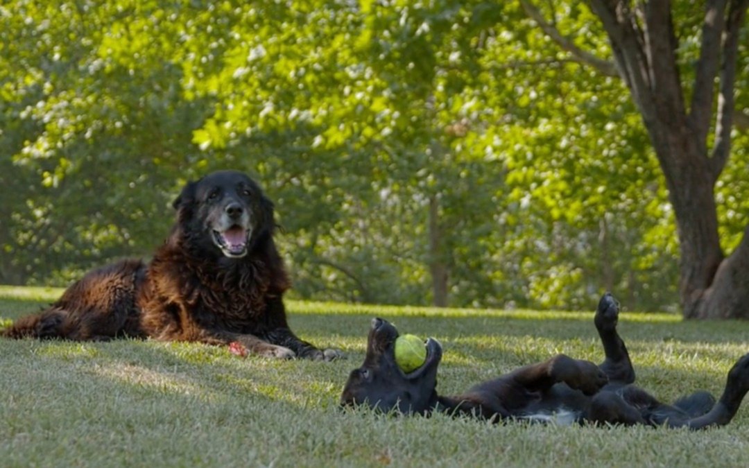 Dormir al sol: en “Los Reyes”, dos perros viven desventuras al margen de todo