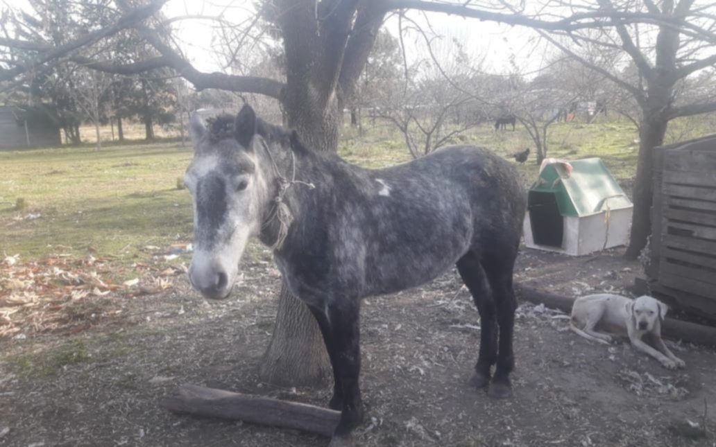 Arrestado en Berazategui por el robo de caballos a una Ong de Abasto