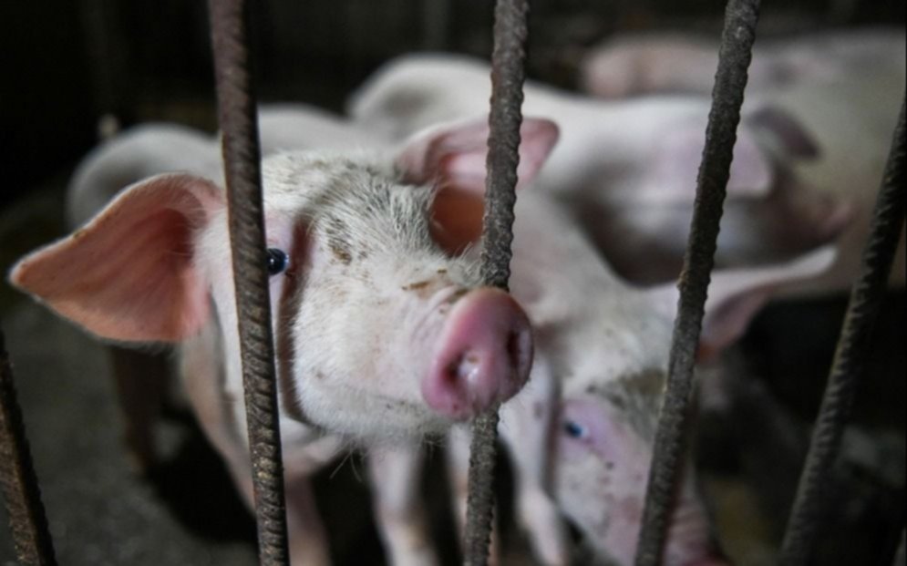 Alarma en Brasil por una cepa de la gripe porcina